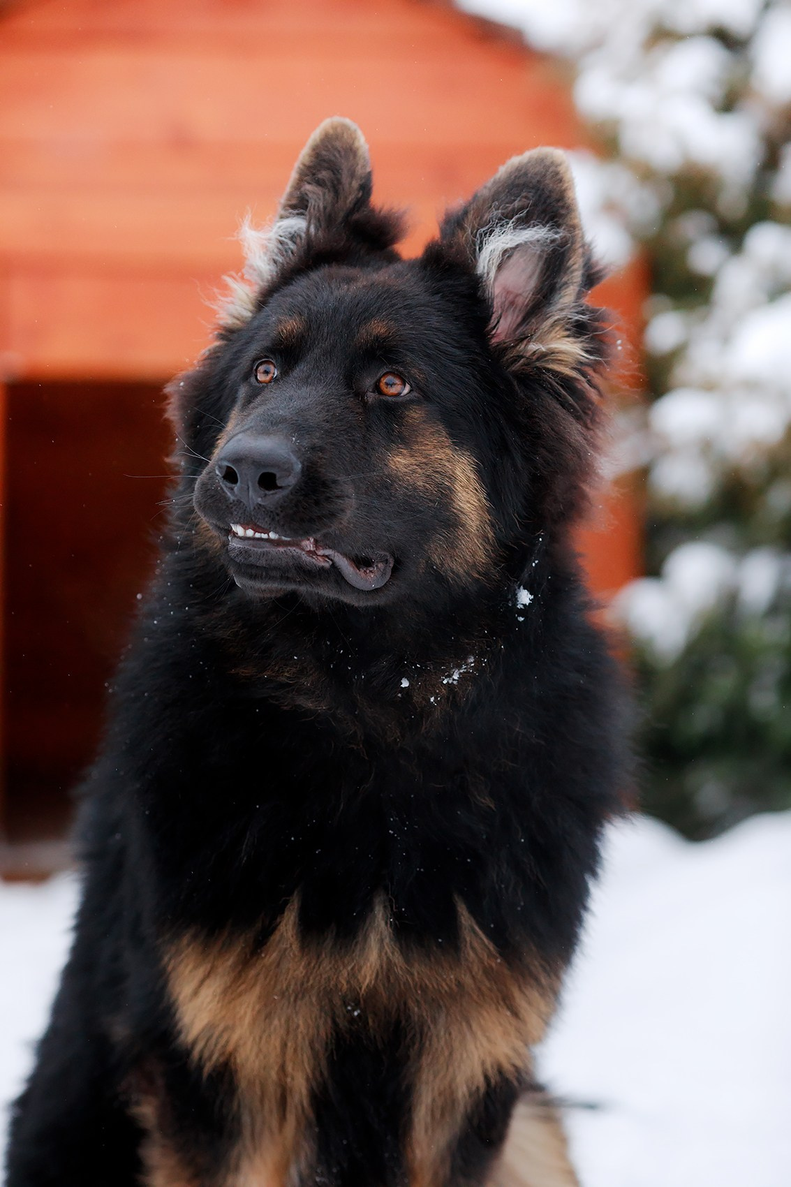 Зимние портреты. Фотограф-анималист Mary Mart — Москва, Питер