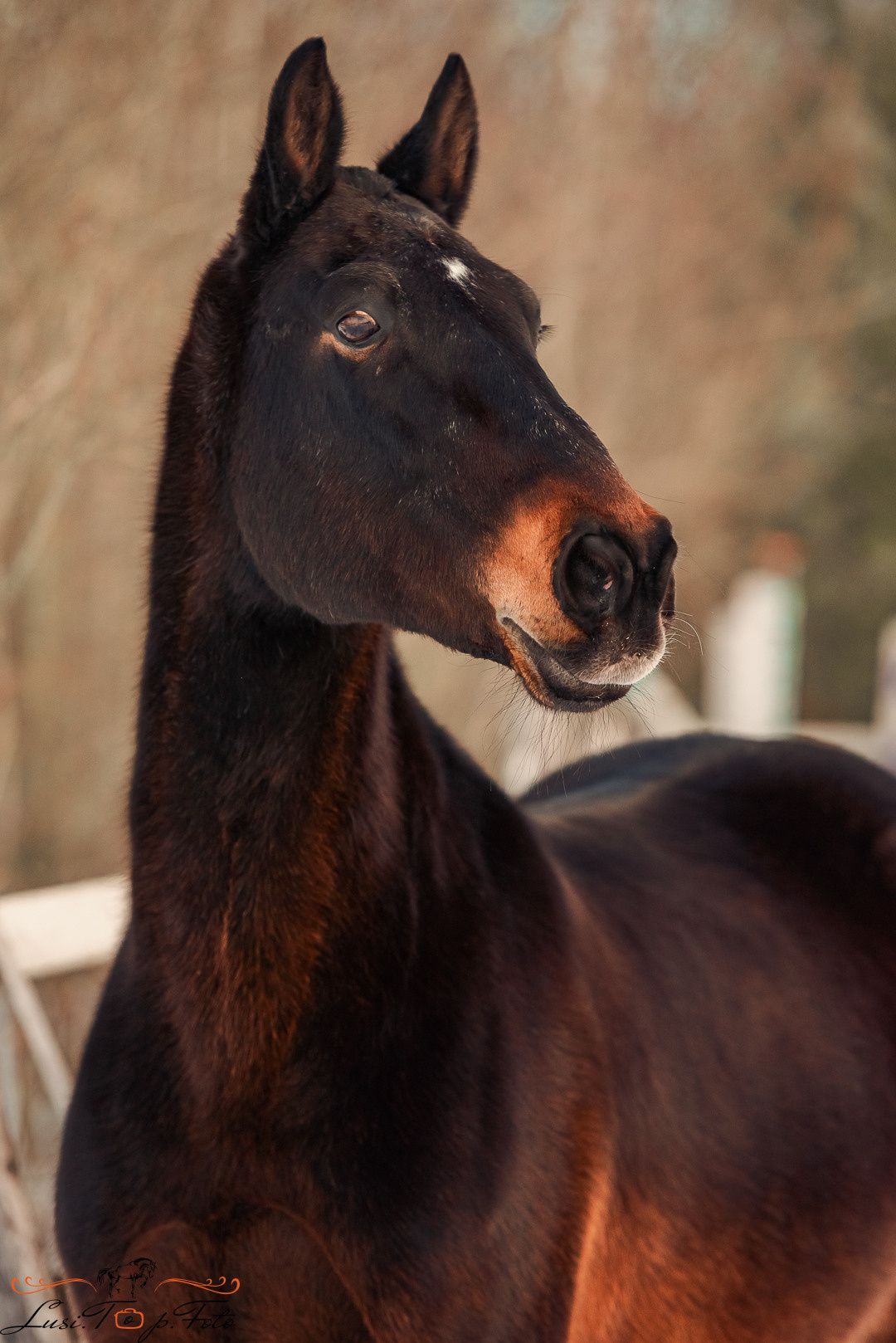 Лошади. Конный и фотограф с животными в Твери Топталова Люся