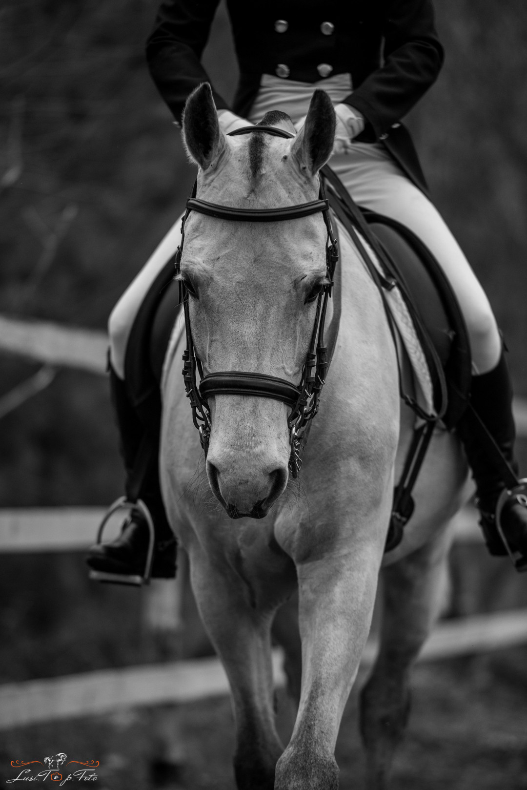 Лошади. Конный и фотограф с животными в Твери Топталова Люся