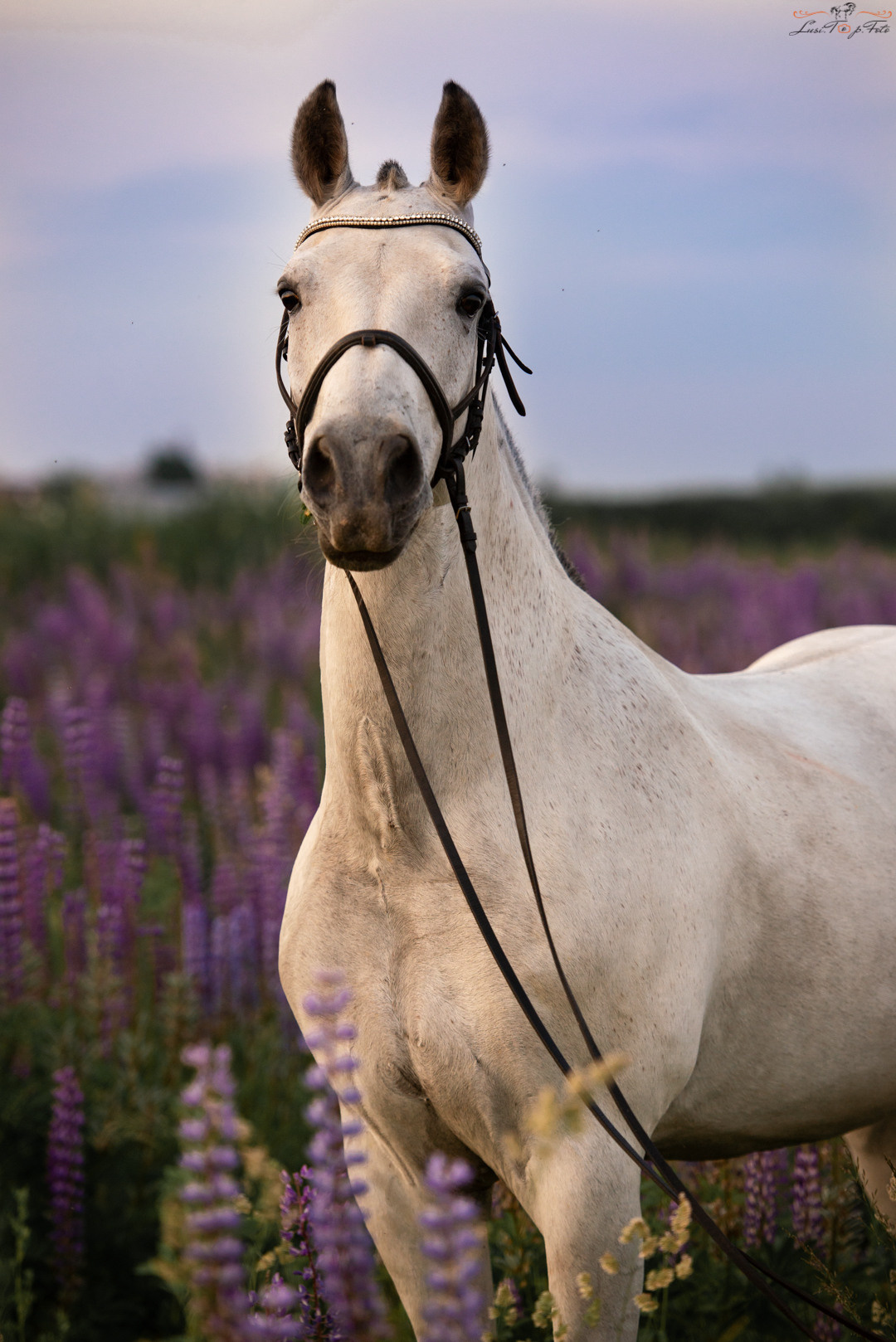 Лошади. Конный и фотограф с животными в Твери Топталова Люся
