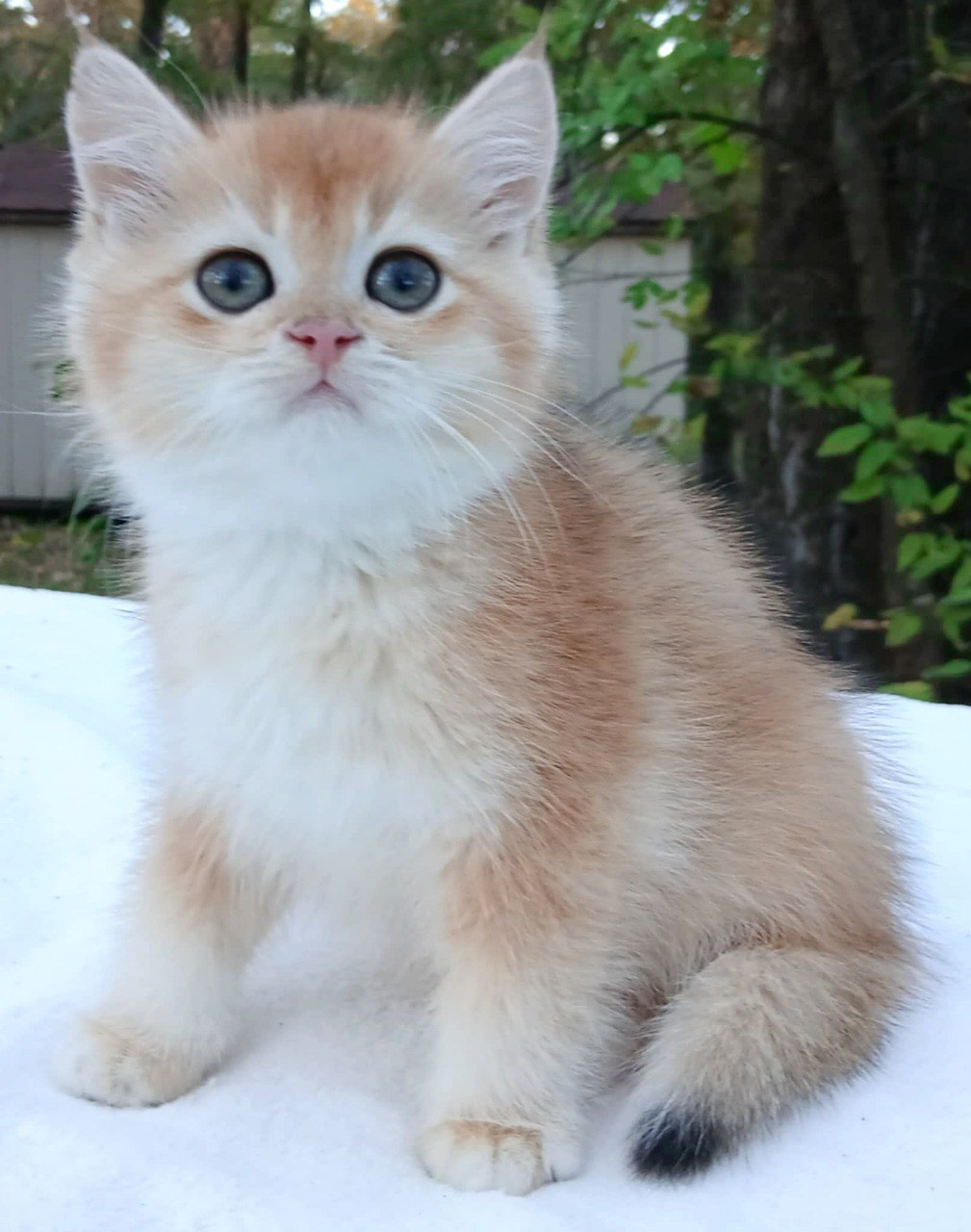 Shanel, DB-09.15.25, female, $1400. British shorhair Cats