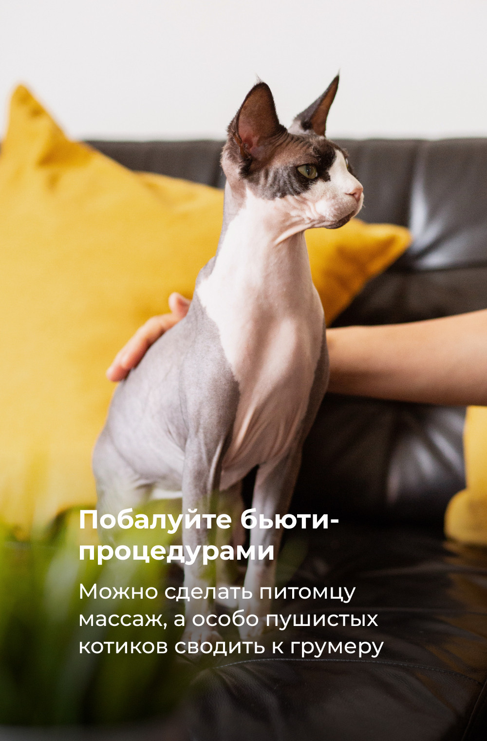 DELIVERY CLUB. Photo/Video Production