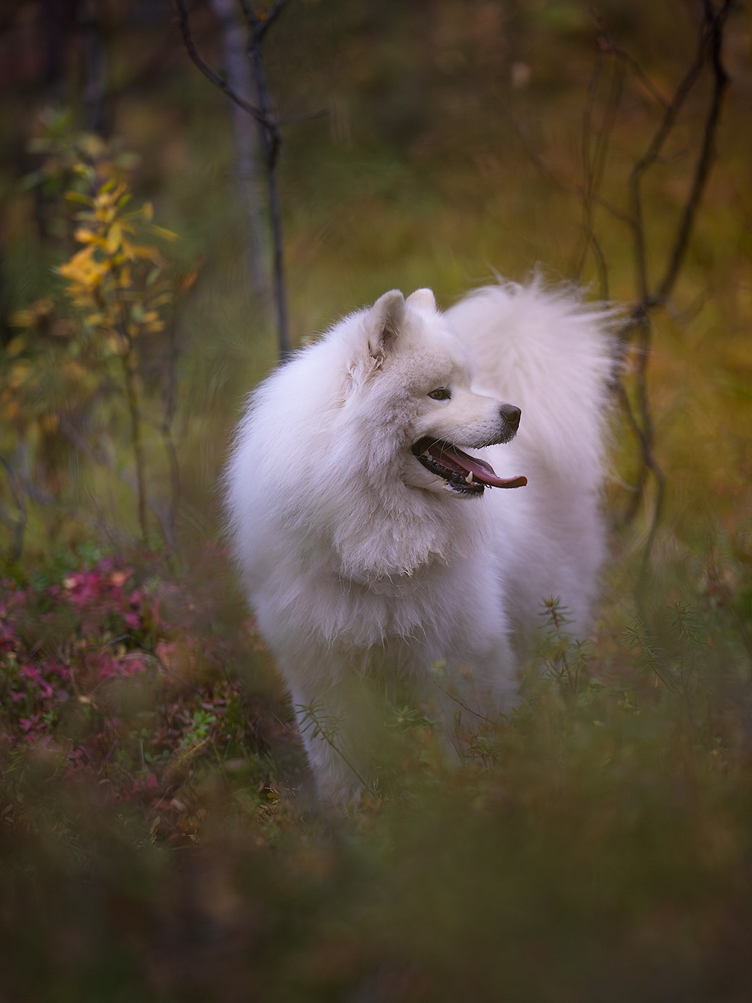 Самоед Олаф. Главная