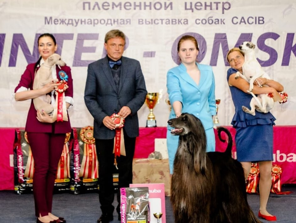 Профессиональный питомник левреток РКФ/FCI ASTI SAPPHIRE 💎 Сочи|Санкт-Петербург