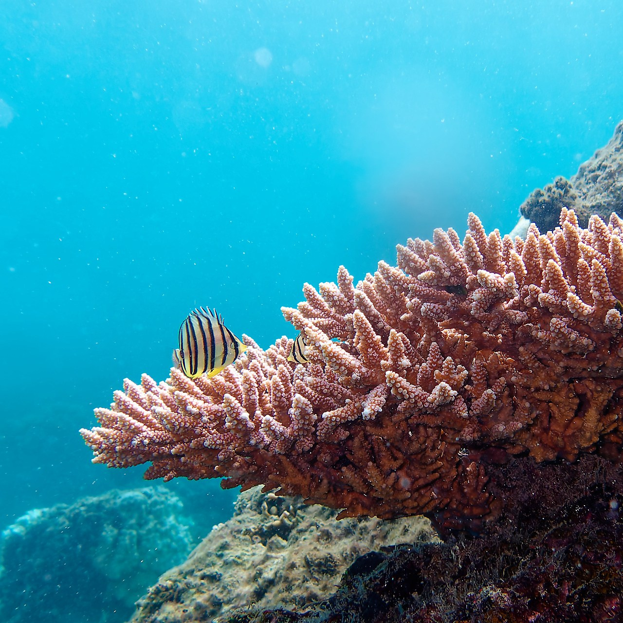 Мне посмотреть. Рыбов показываю