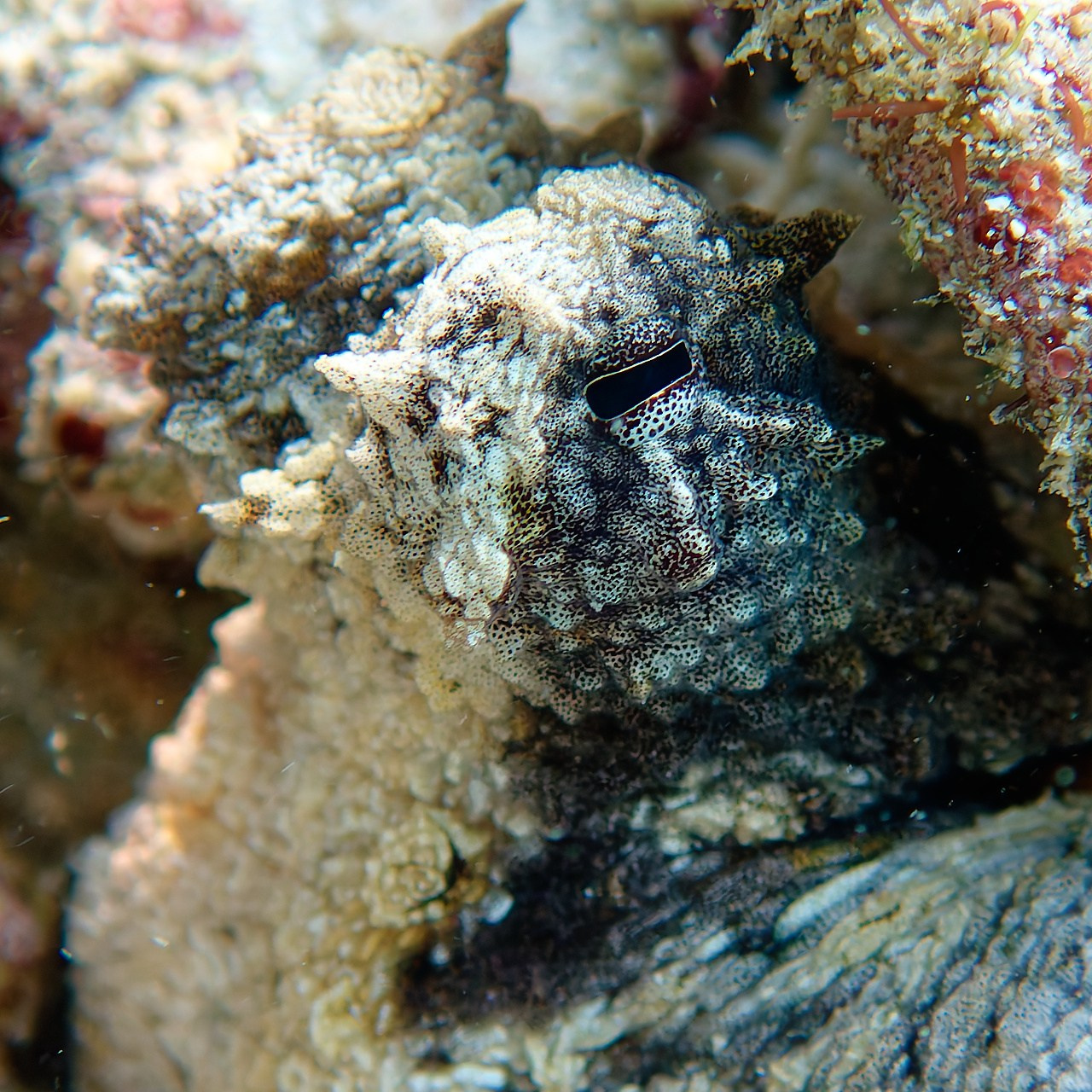 Мне посмотреть. Рыбов показываю