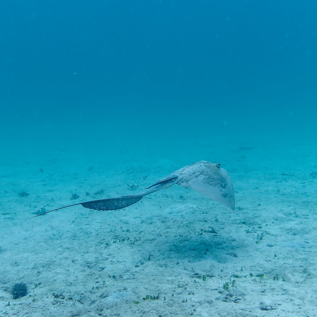 Мне посмотреть. Рыбов показываю