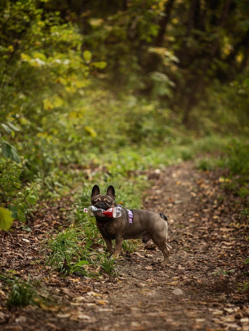 Фото Прогулки. Семейный фотограф анималист г. Находка
