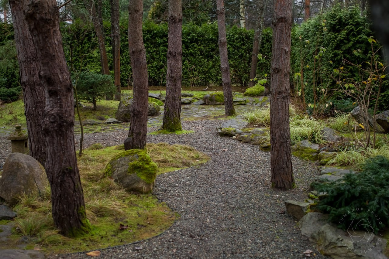 Сад мхов. Виталий Туманов — Ландшафтный фотограф