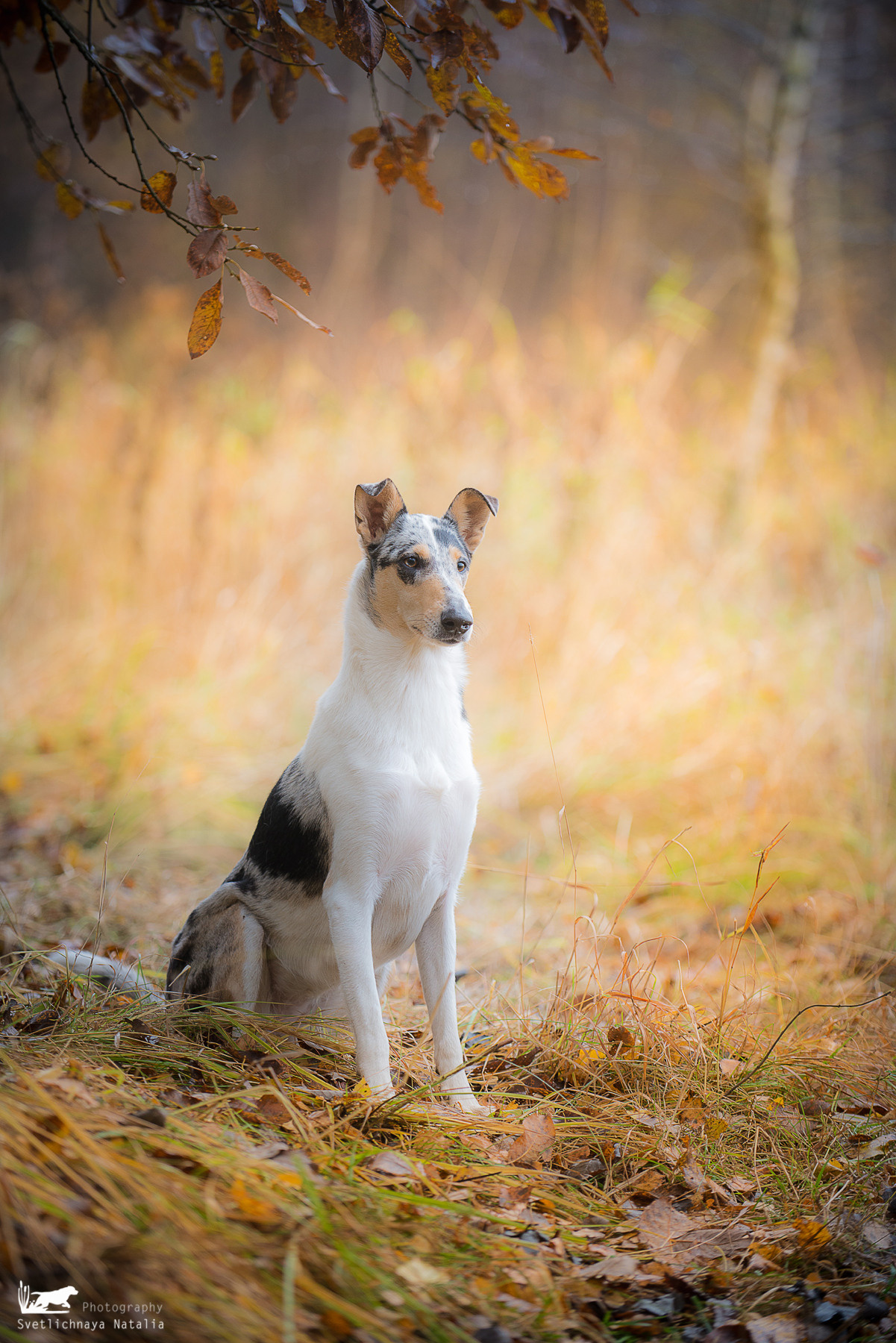 Гладкошерстная колли Саюри. Фотограф-анималист Наталья Светличная