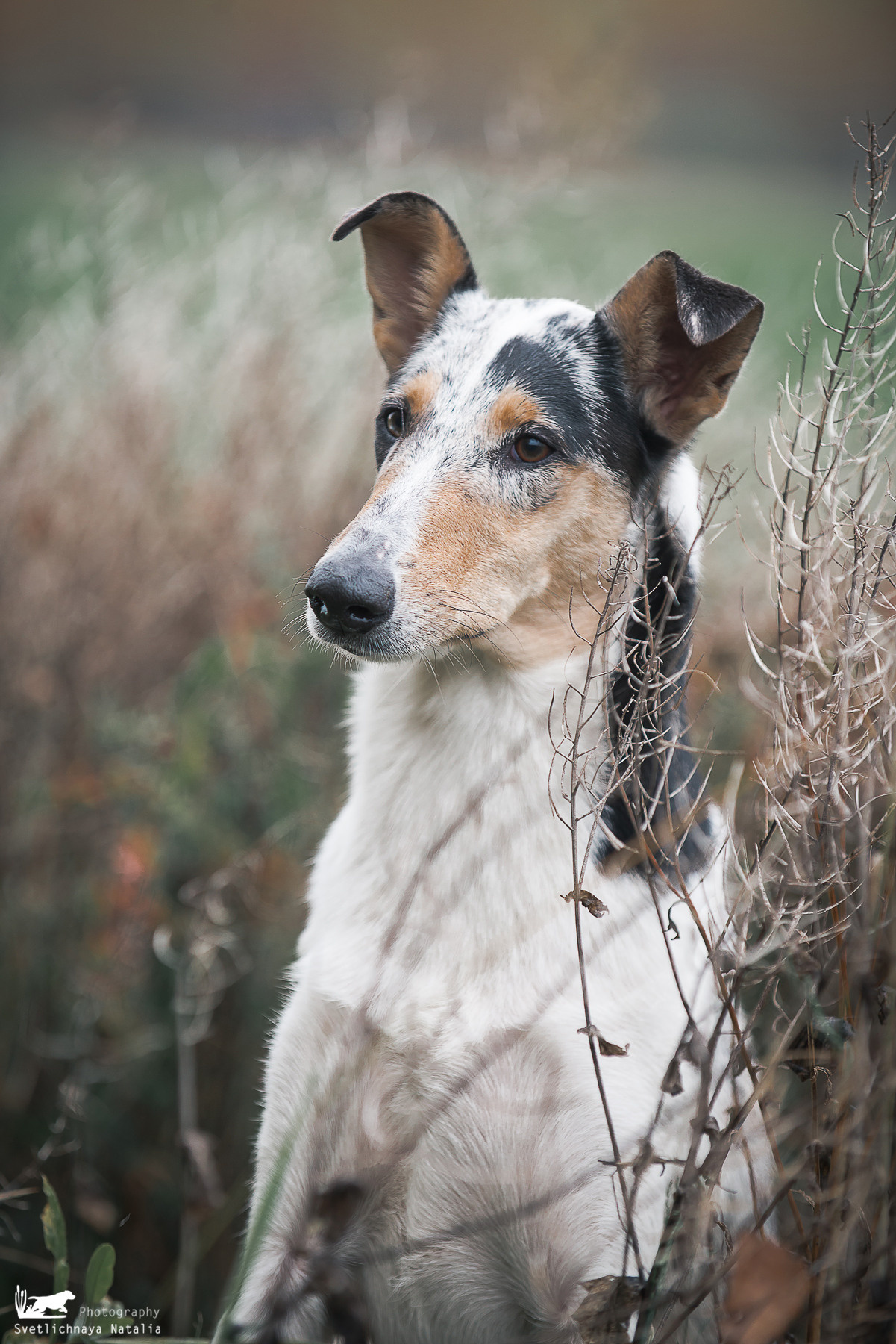 Гладкошерстная колли Саюри. Фотограф-анималист Наталья Светличная