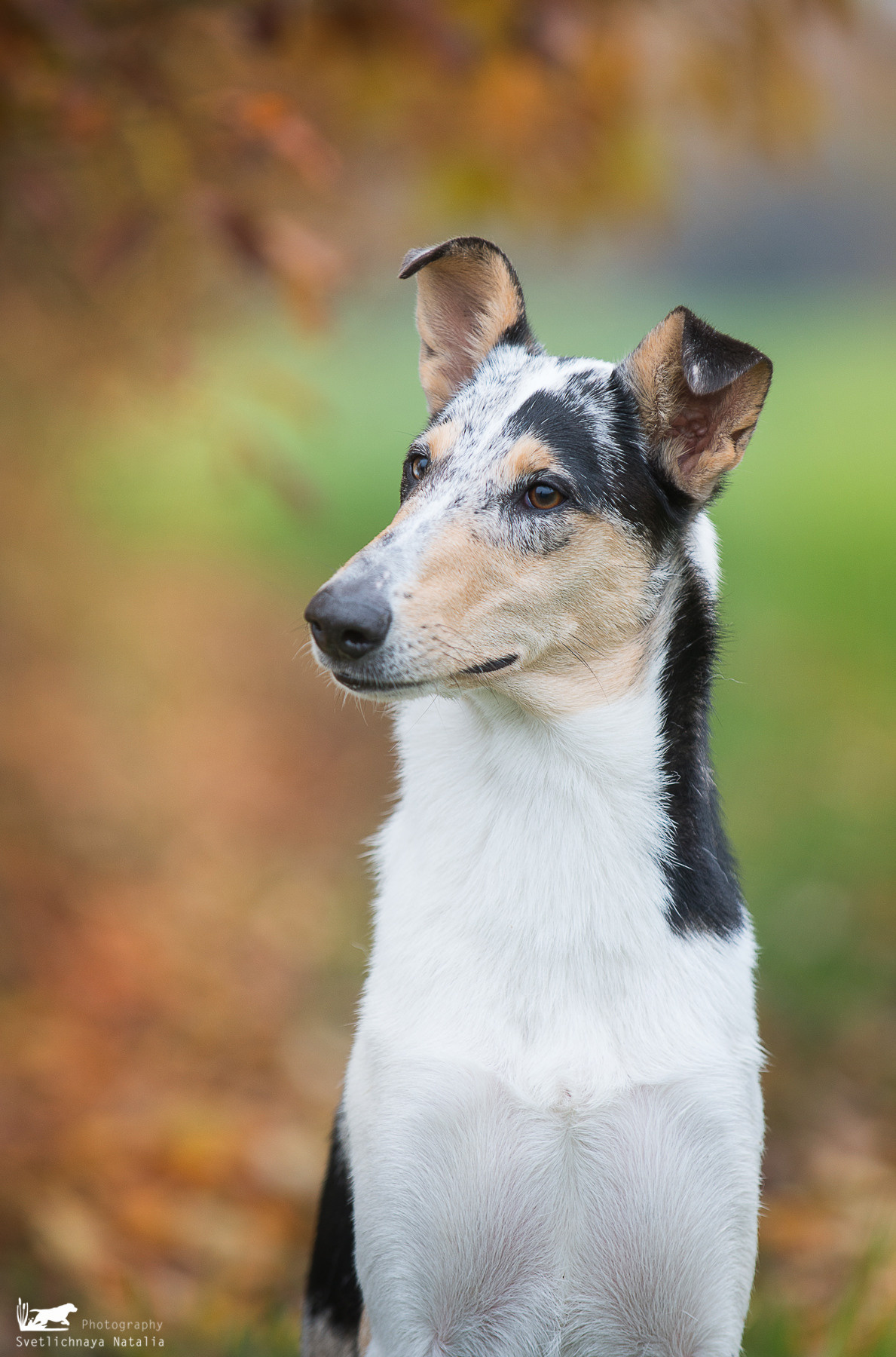 Гладкошерстная колли Саюри. Фотограф-анималист Наталья Светличная