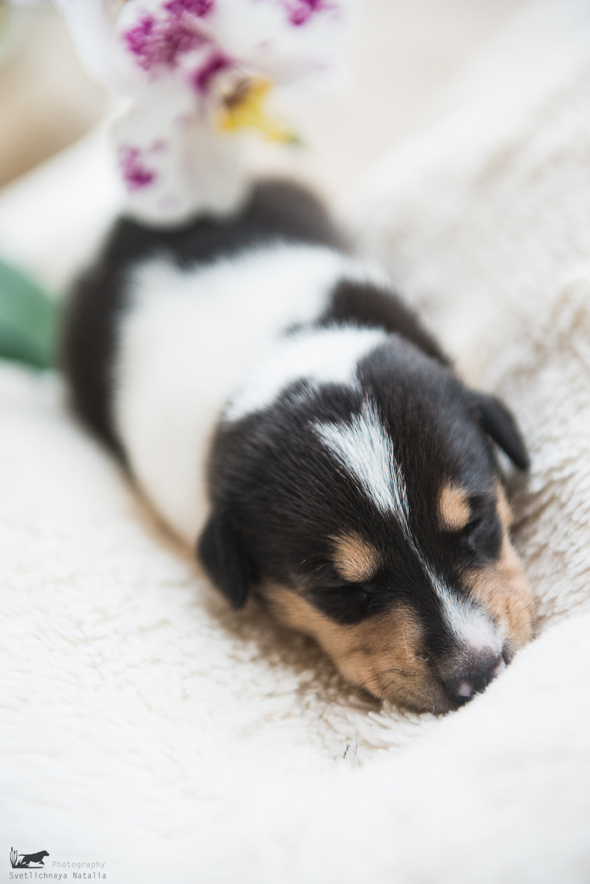 Гладкошерстная колли (щенок) Дрим. Фотограф-анималист Наталья Светличная