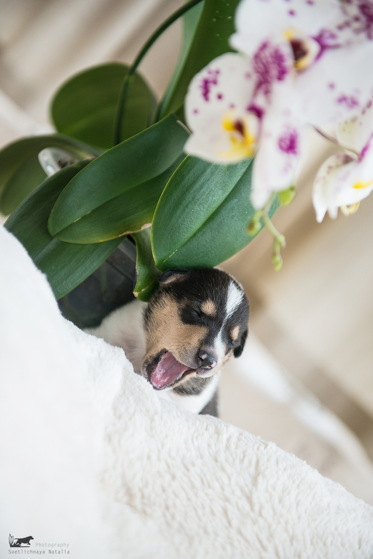 Гладкошерстная колли (щенок) Дрим. Фотограф-анималист Наталья Светличная