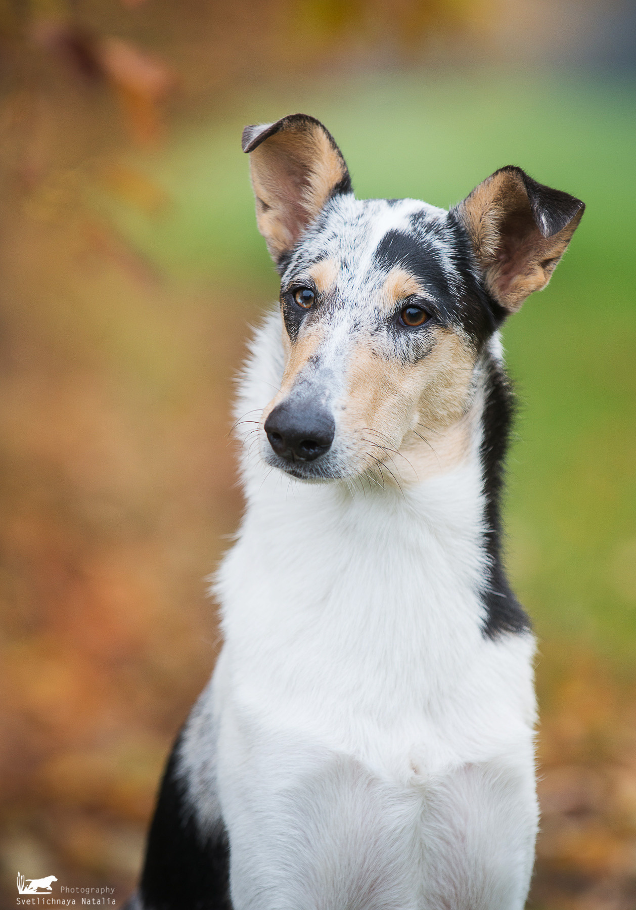 Гладкошерстная колли Саюри. Фотограф-анималист Наталья Светличная