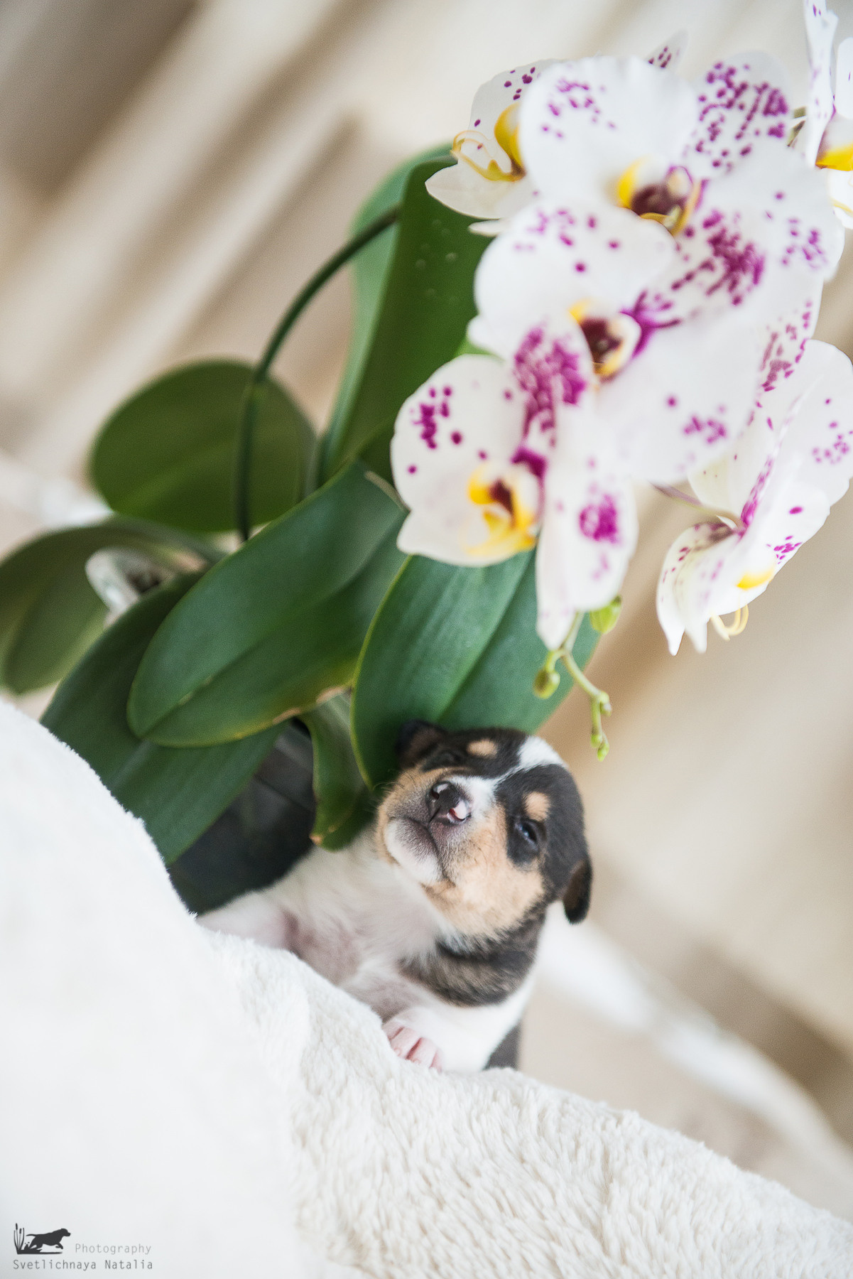 Гладкошерстная колли (щенок) Дрим. Фотограф-анималист Наталья Светличная