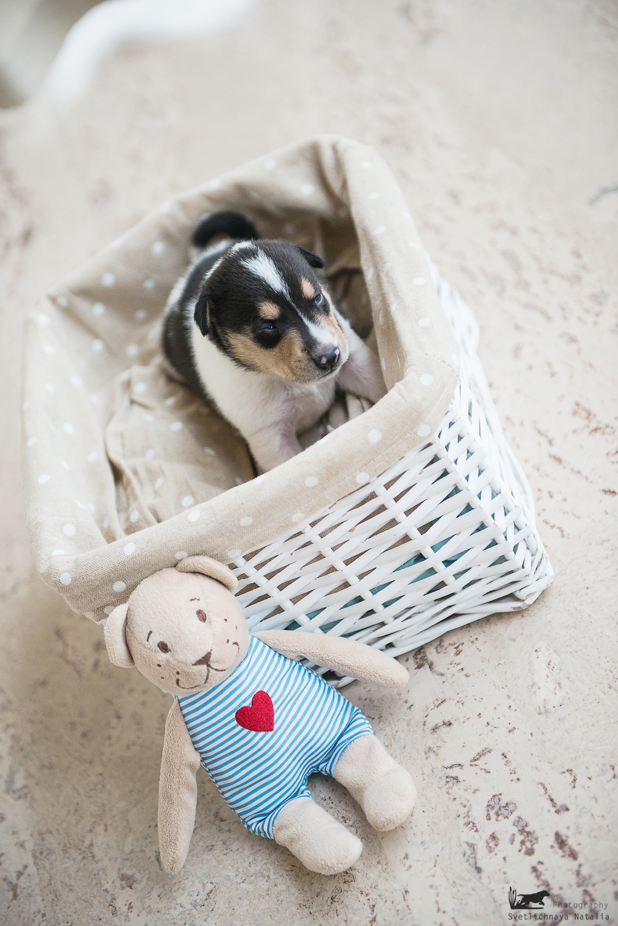 Гладкошерстная колли (щенок) Дрим. Фотограф-анималист Наталья Светличная