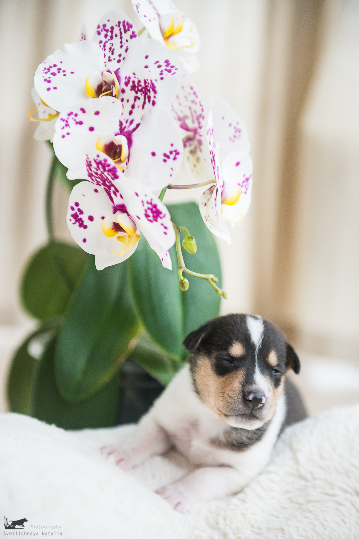 Гладкошерстная колли (щенок) Дрим. Фотограф-анималист Наталья Светличная