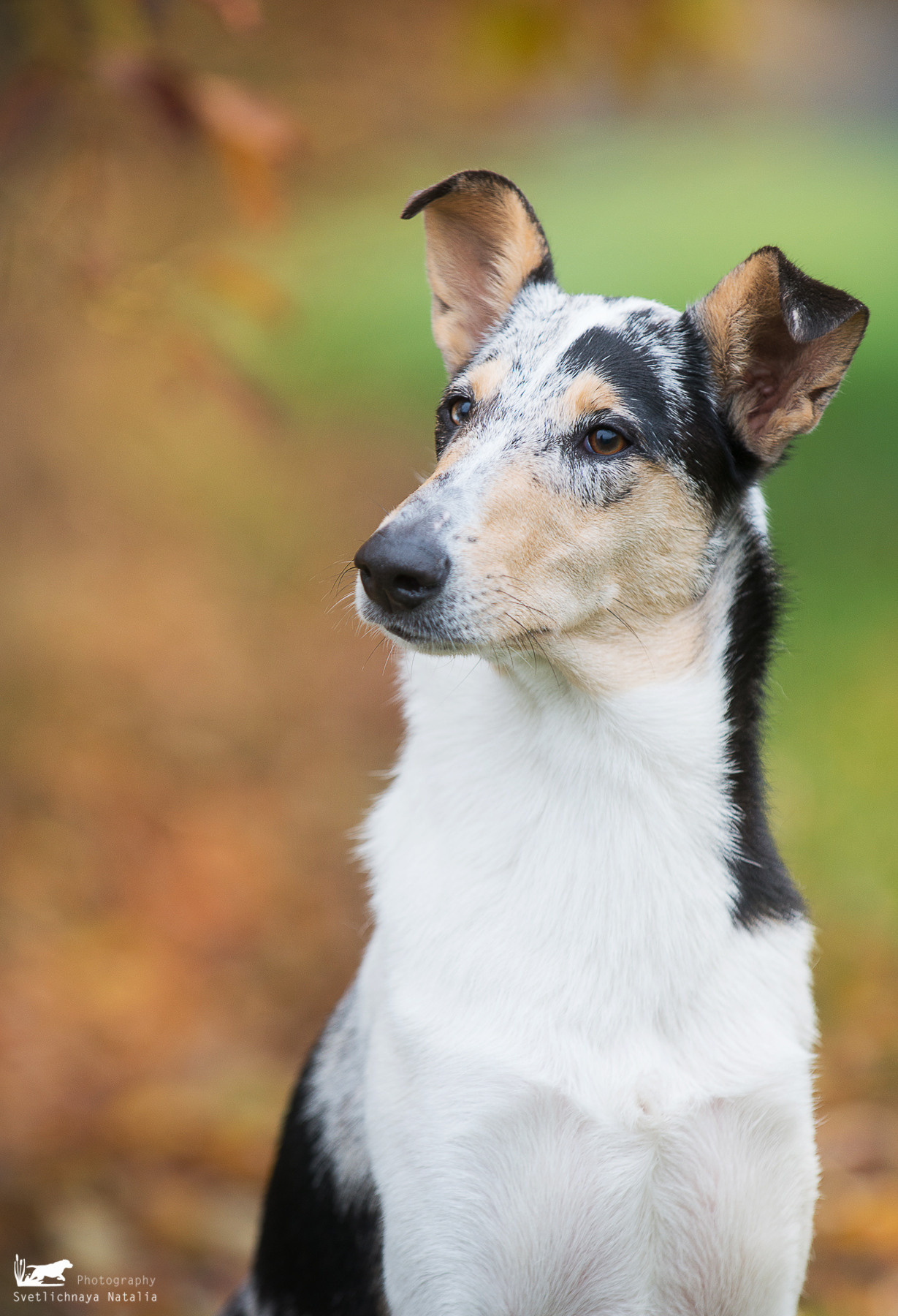 Гладкошерстная колли Саюри. Фотограф-анималист Наталья Светличная