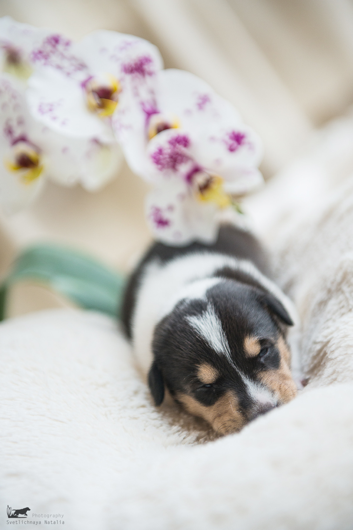 Гладкошерстная колли (щенок) Дрим. Фотограф-анималист Наталья Светличная
