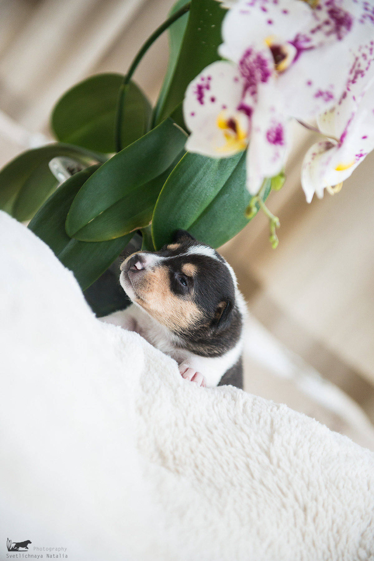 Гладкошерстная колли (щенок) Дрим. Фотограф-анималист Наталья Светличная