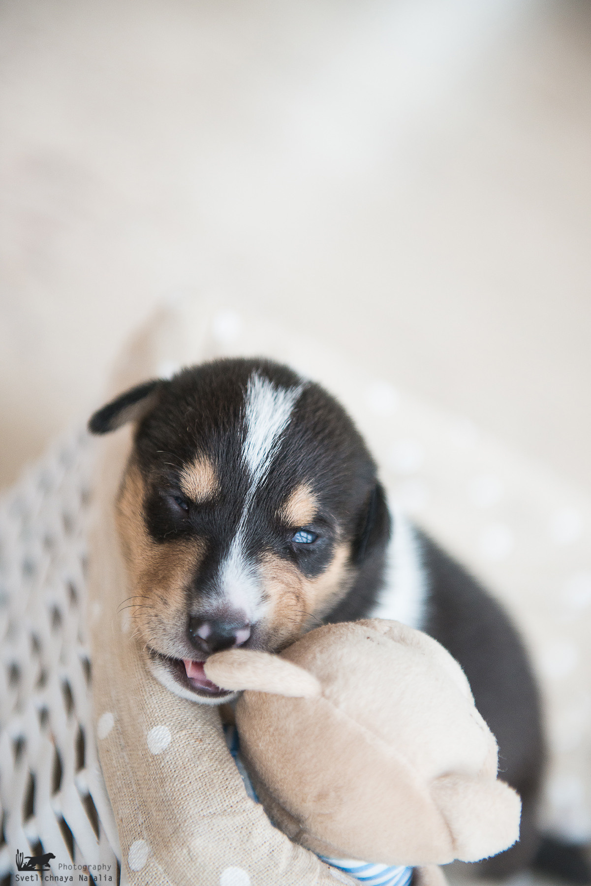 Гладкошерстная колли (щенок) Дрим. Фотограф-анималист Наталья Светличная