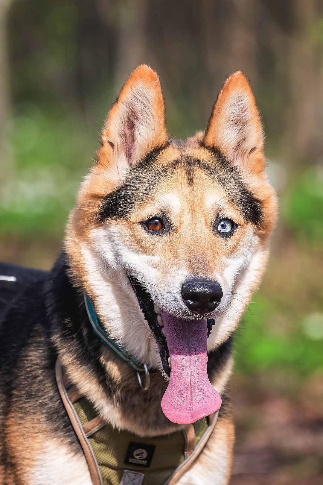 Собаки приюта Келтсские ангелы. Irenephoto.ru