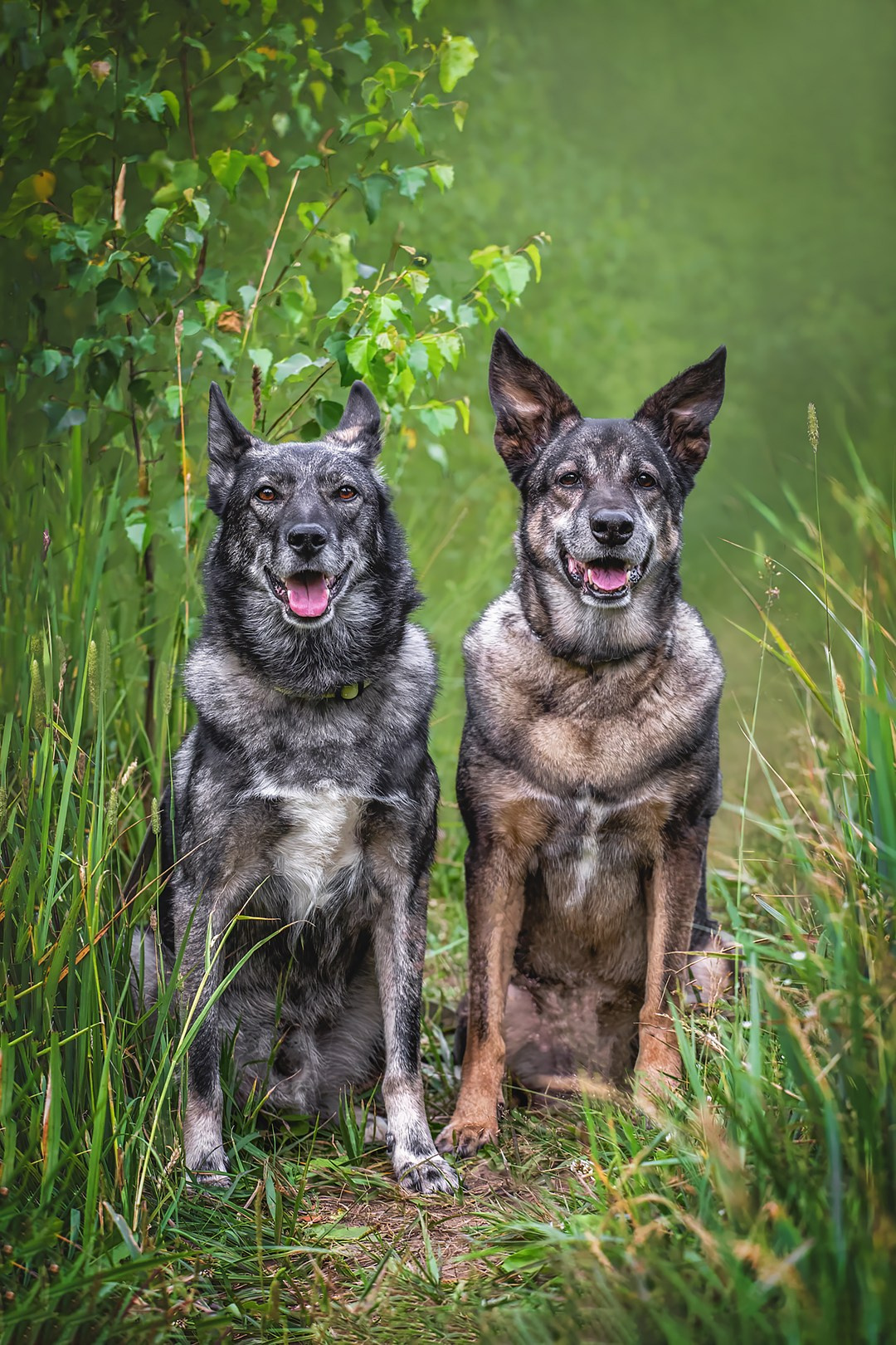 Собаки. Портреты. Irenephoto.ru