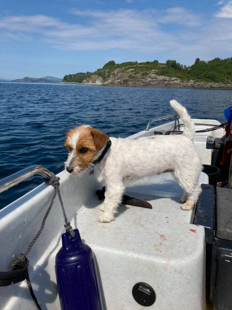 CM KIT_KAT. КАНЕ МАЭСТРО — питомник Джек рассел терьеров