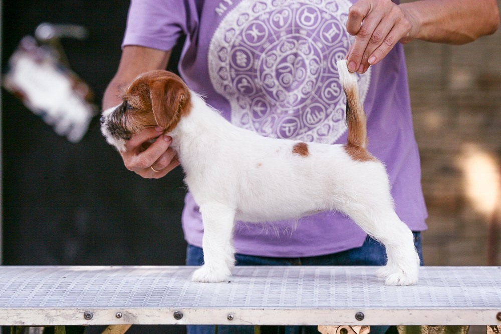 Джек рассел терьер купить.