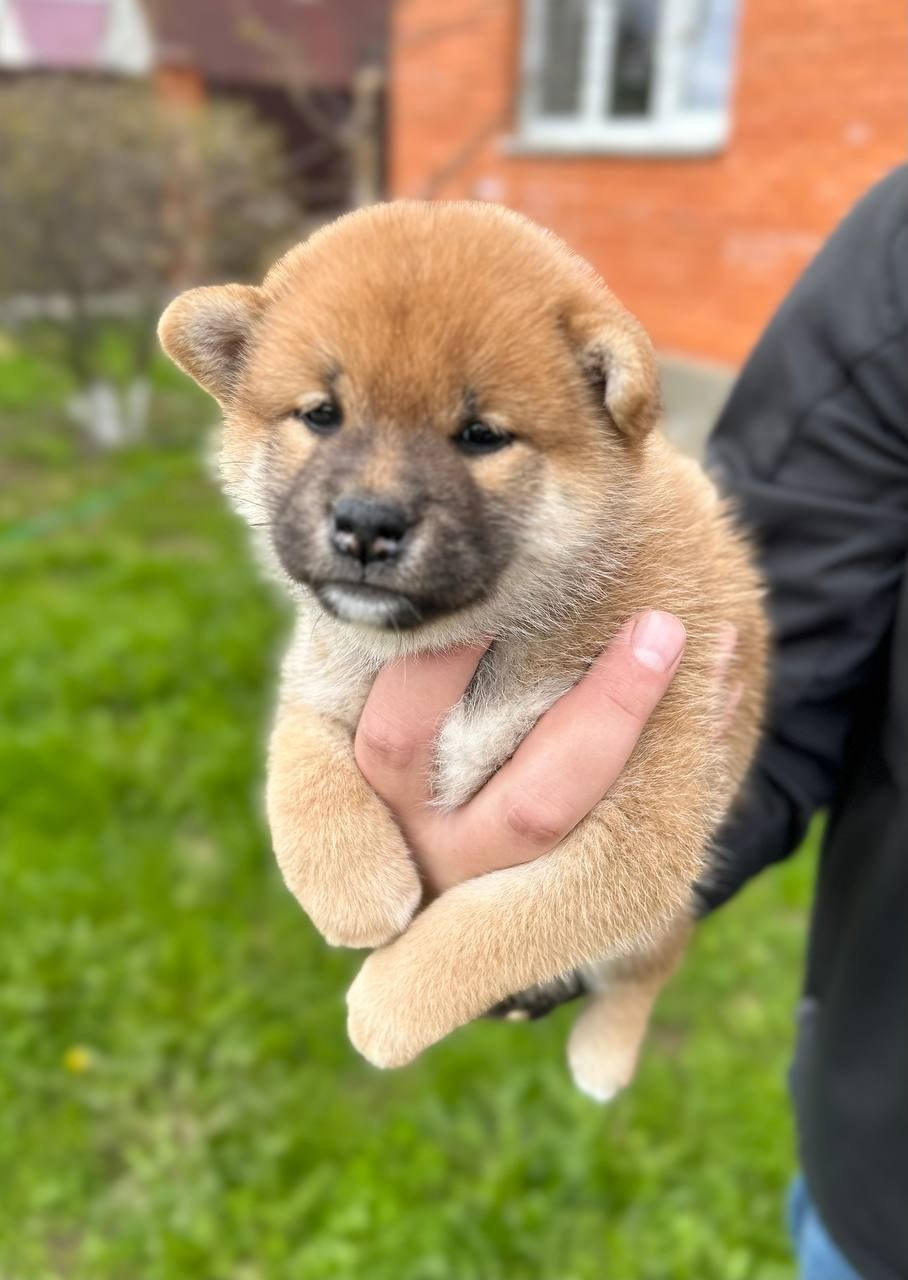 сиба питомник Рубилайт щенки на продажу rubylight  сиба щенки купить СПб Санкт-Петербург