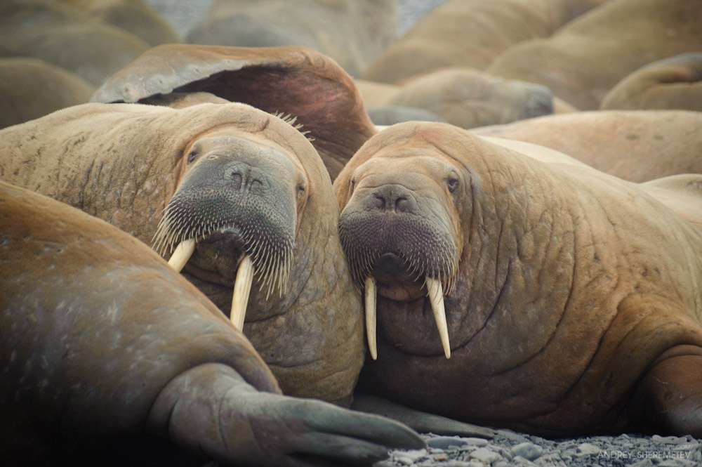 Экспедиции. Фотограф Андрей Шереметьев. Репортажный, спортивный фотограф