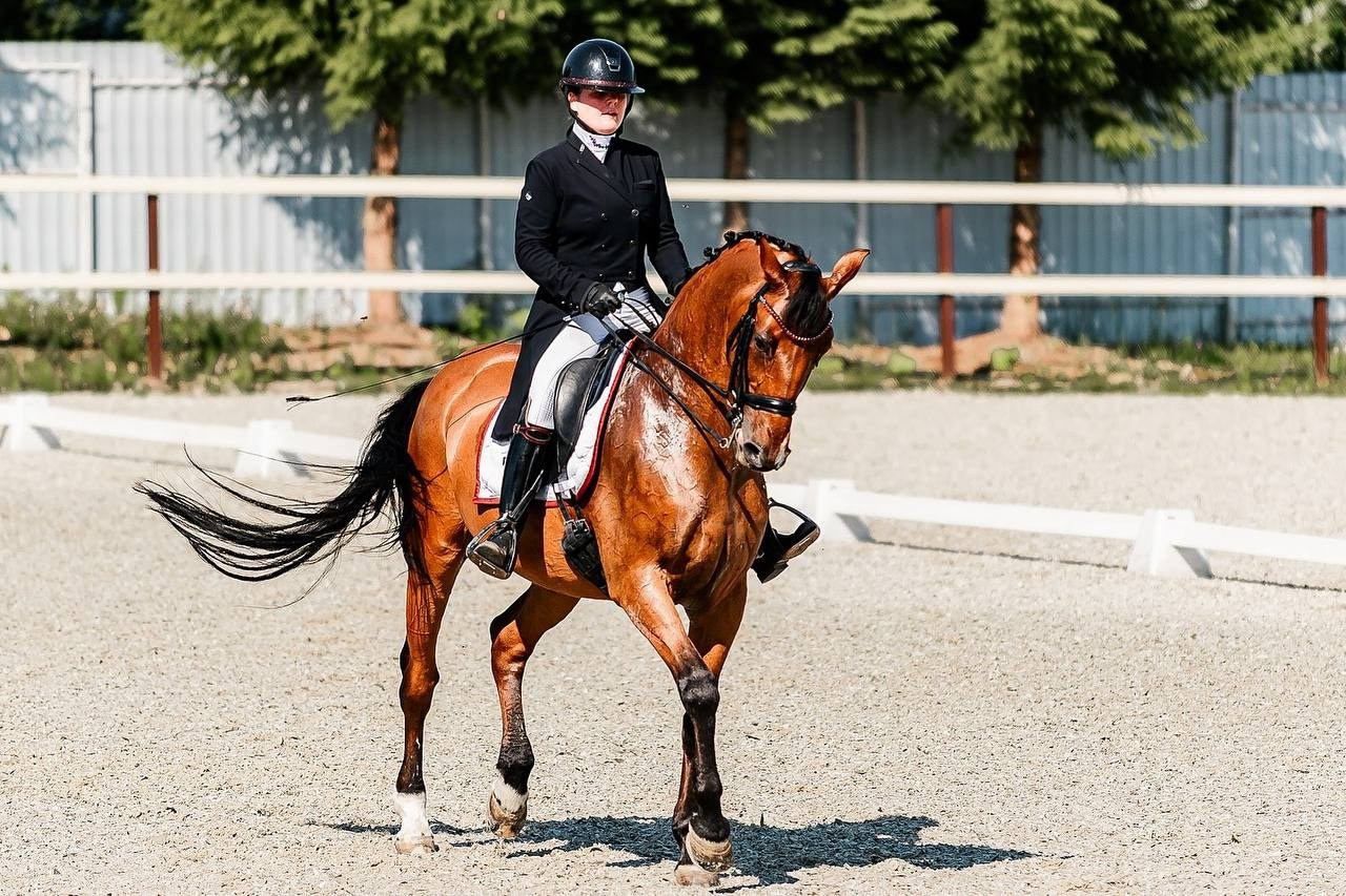 Чемпионат и Первенство Московской области по ВЫЕЗДКЕ, КСК «Эквиторус». Конный фотограф Куракина Дарья • Фотосессии с лошадьми