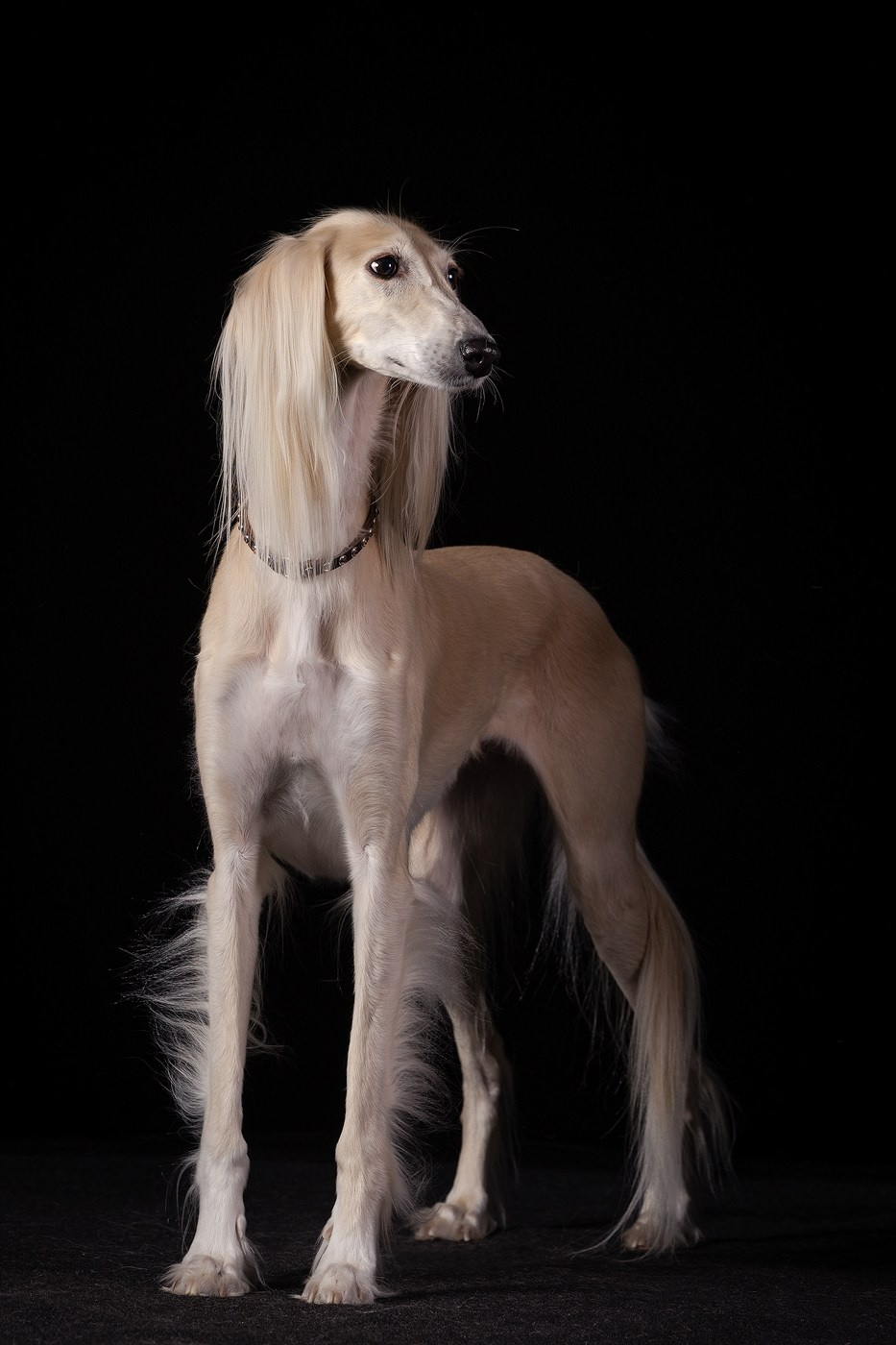 Небольшой отчёт о том, как прошли студиные фото дни. Фотограф-анималист Natalia Deingel | Фотосъемка собак в Москве