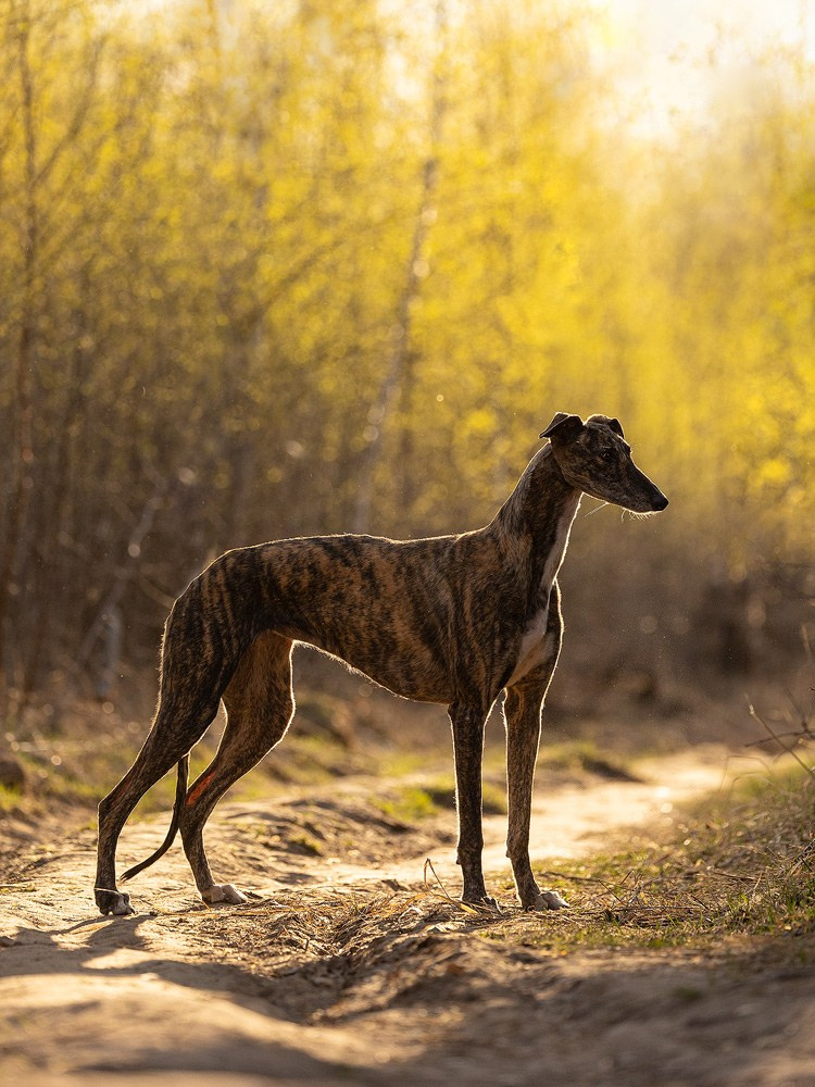 Съёмки собак на природе. Фотограф-анималист Natalia Deingel | Фотосъемка собак в Москве