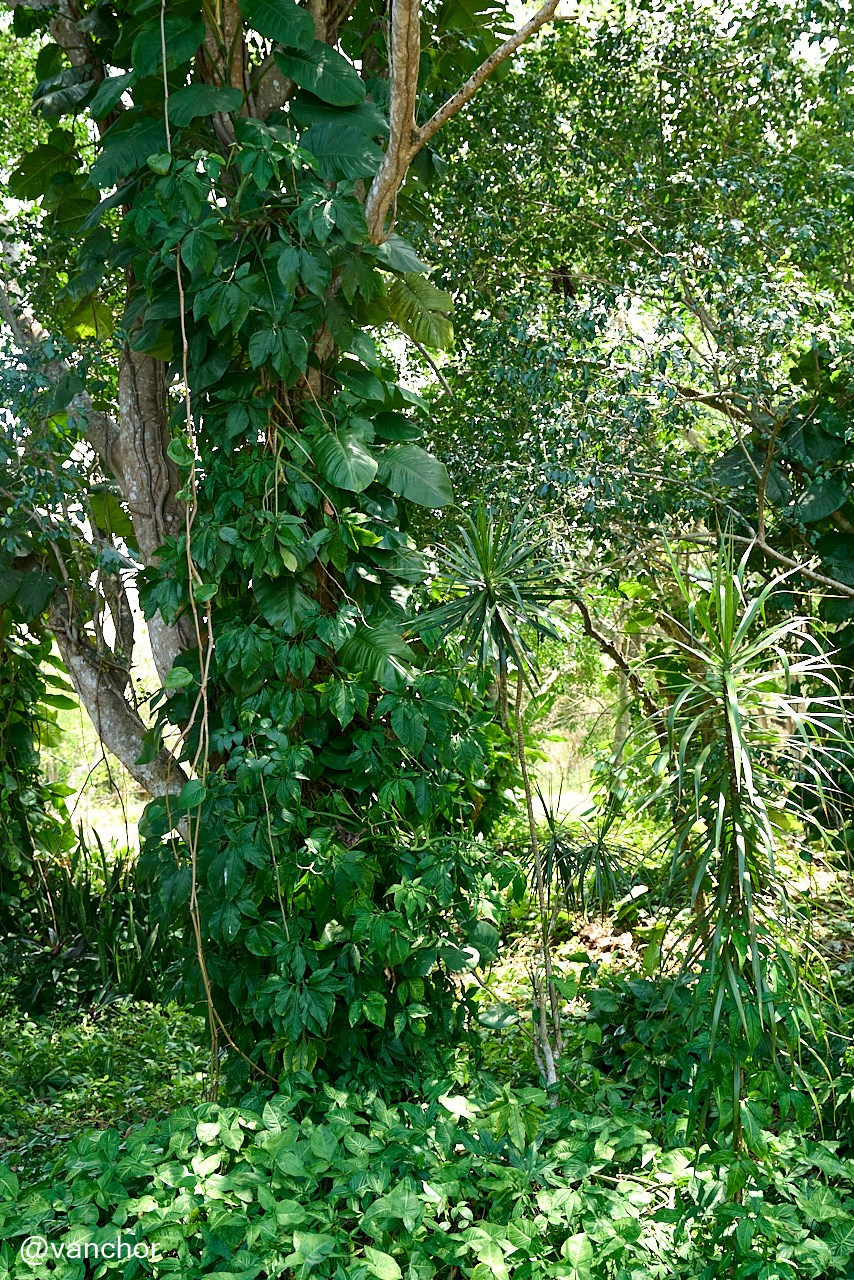 Кубинские зарисовки. Объектив бродяги