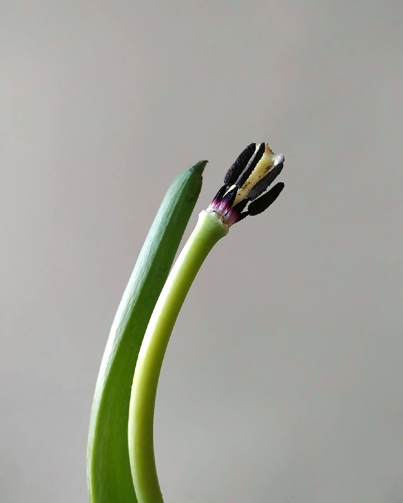 Натюрморт. Настасья Проценко. Фотограф