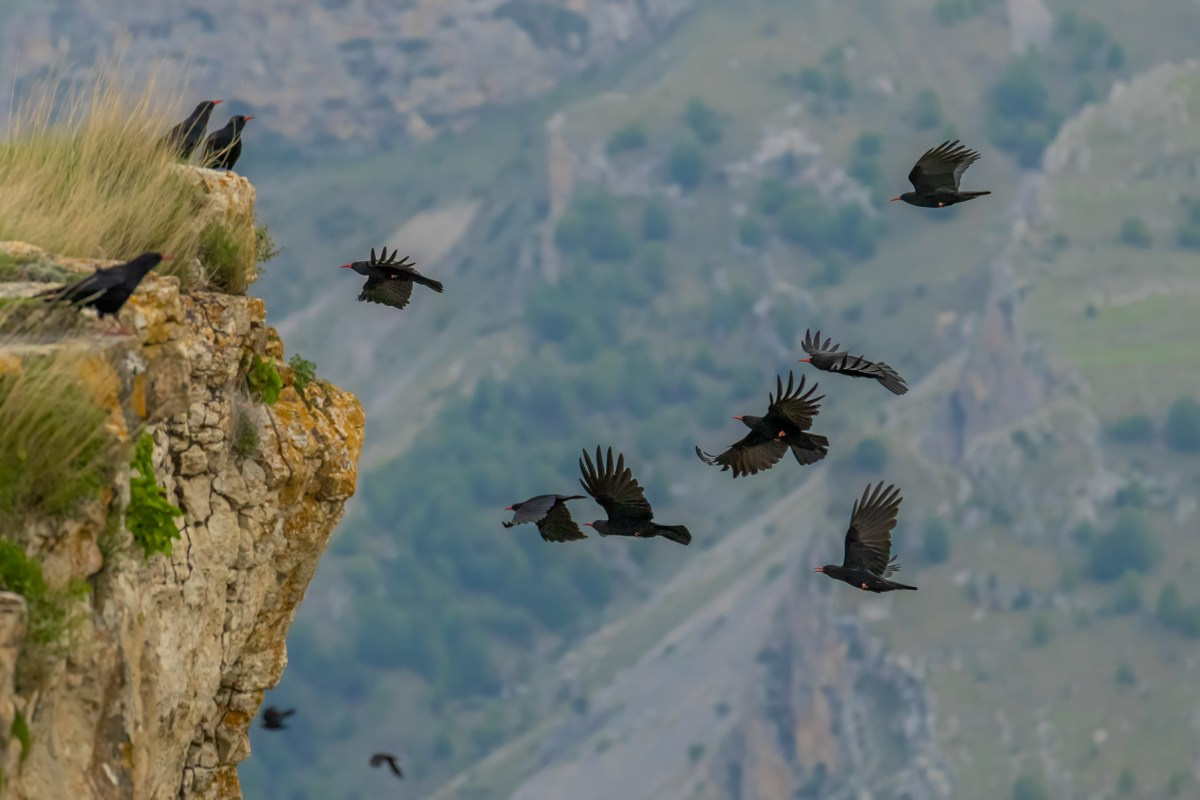 Птицы. Photomantis