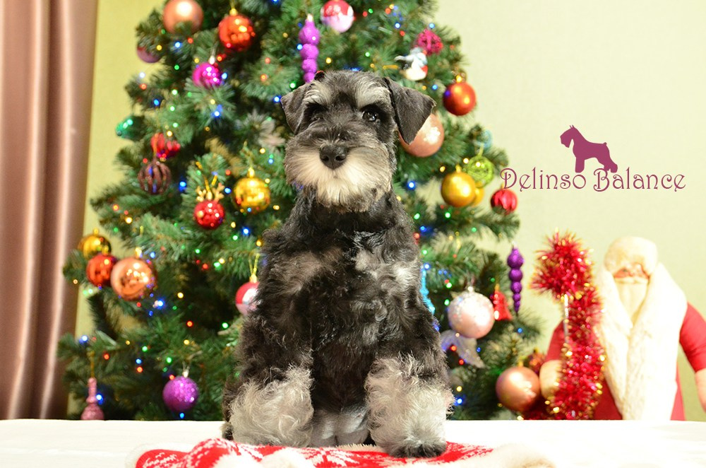 Litter «UY» 10.10.2025. Питомник цвергшнауцеров в Беларуси «Делинсо Бэлэнс»