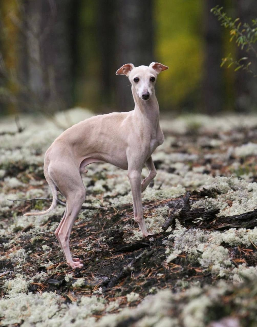 Кремовые детки. Профессиональный питомник левреток РКФ/FCI ASTI SAPPHIRE 💎 Сочи|Санкт-Петербург