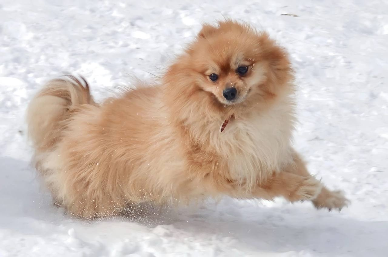 Хвостики. Портретный фотограф город Уфа