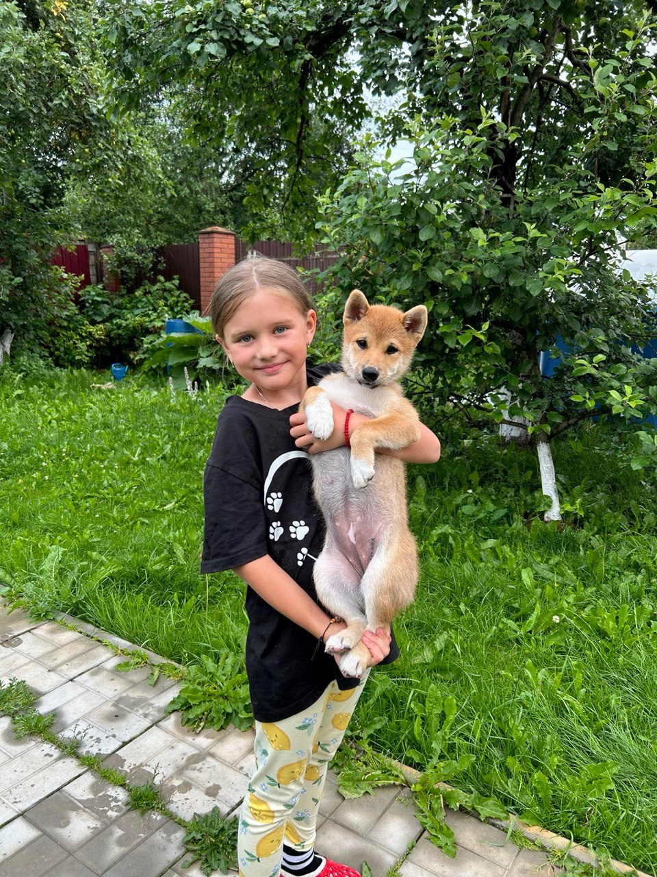 Сиба Rubylight Fumiko питомник Рубилайт