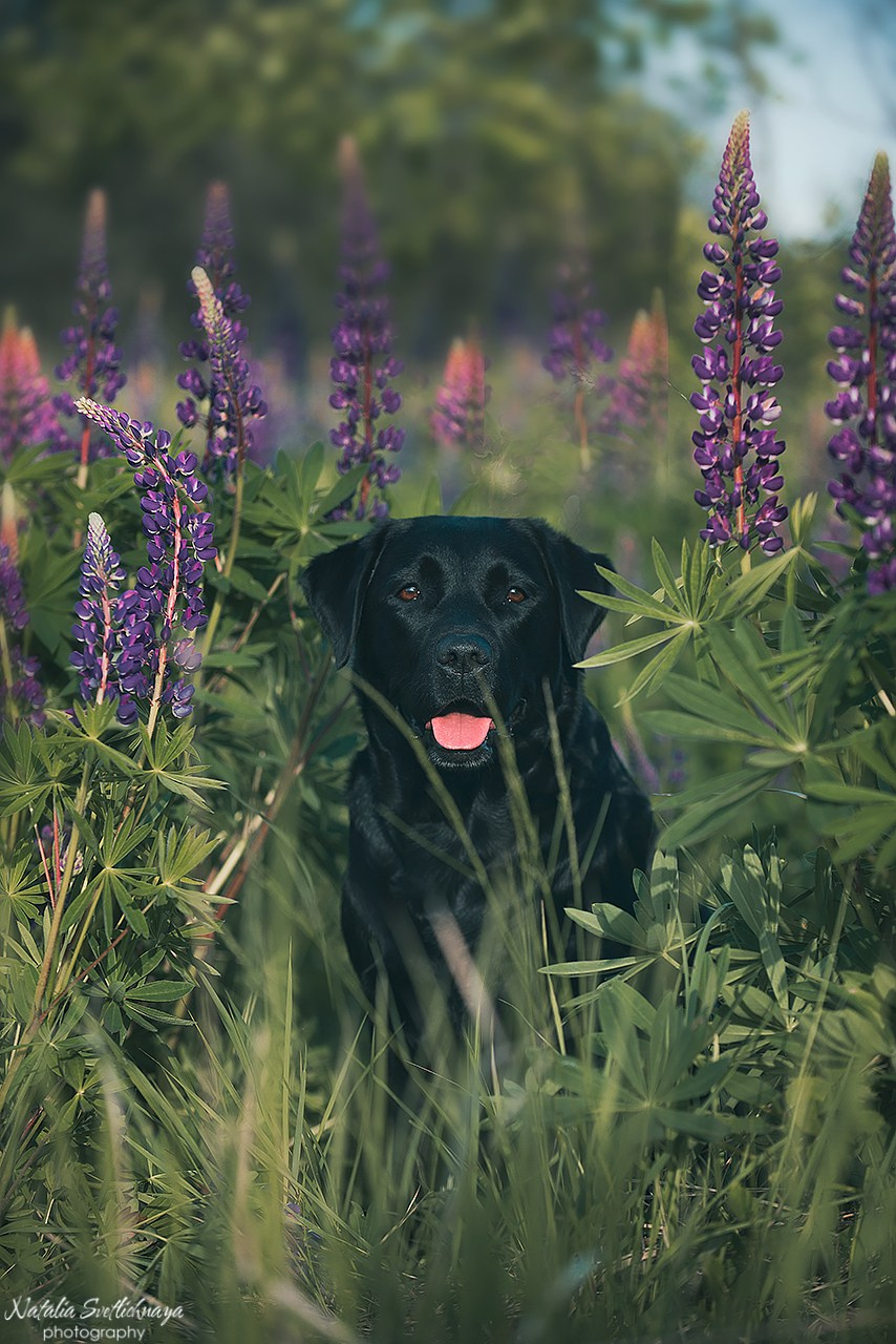 Лабрадоры в люпинах. Фотограф-анималист Наталья Светличная