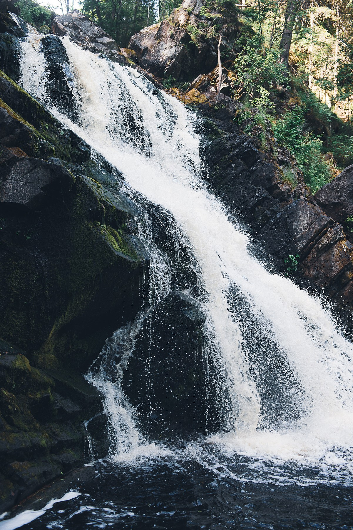 Карелия. Фотограф-анималист Наталья Светличная