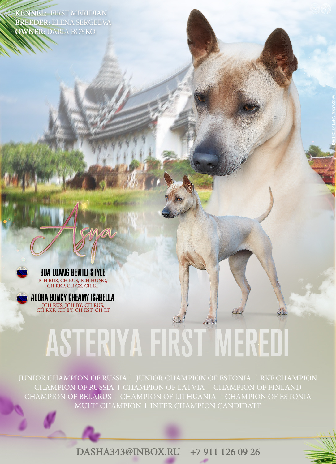 Презентация суки тайского риджбека