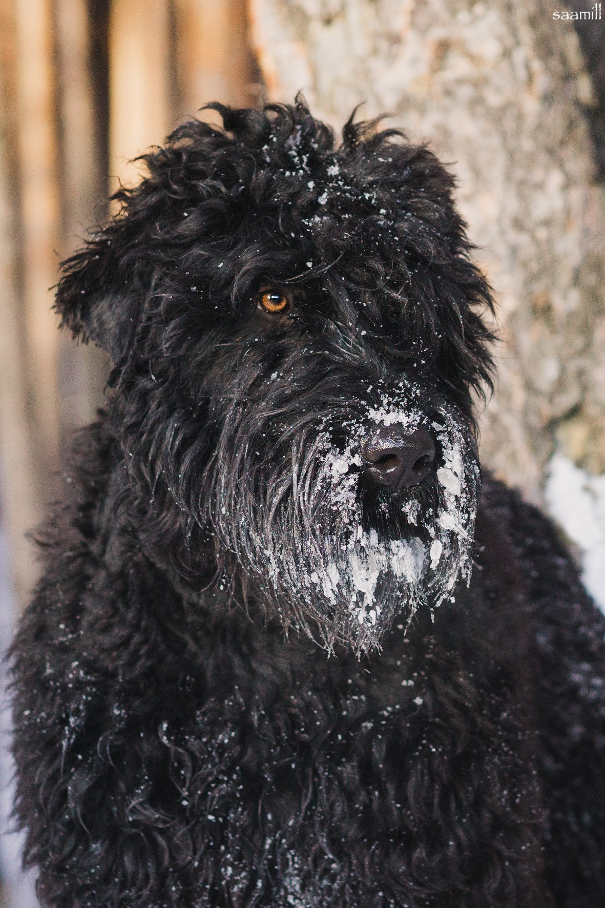 Life with dog. Saamill