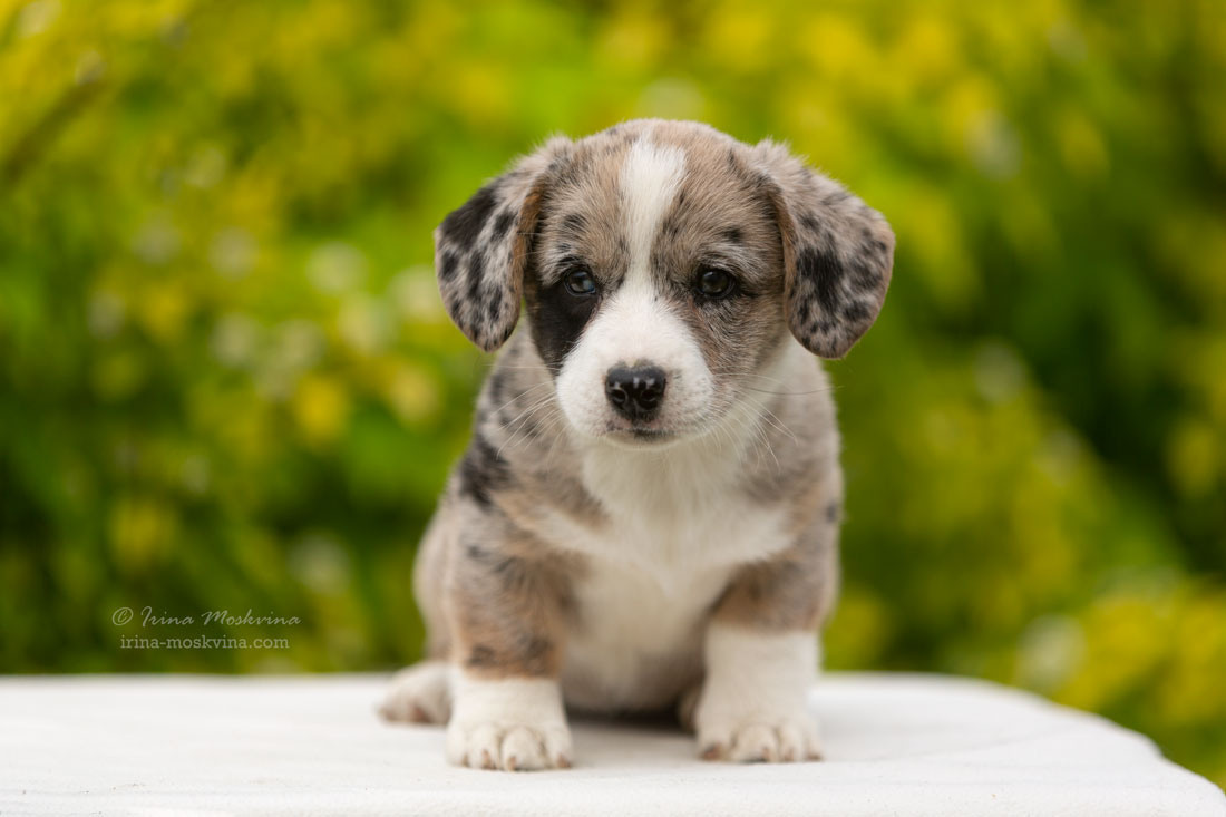Щенки вельш корги кардиган. Ирина Москвина | фотограф | Москва