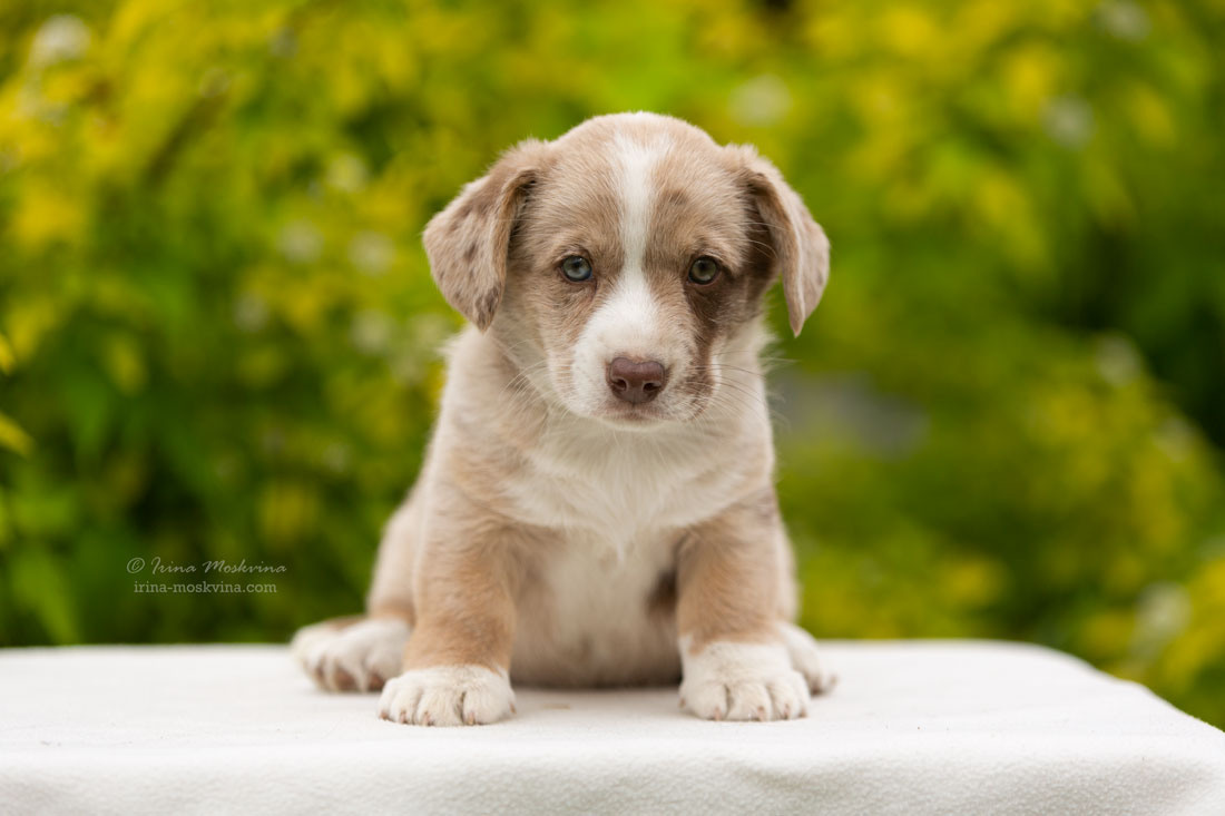 Щенки вельш корги кардиган. Ирина Москвина | фотограф | Москва