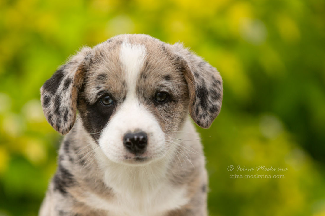 Щенки вельш корги кардиган. Ирина Москвина | фотограф | Москва
