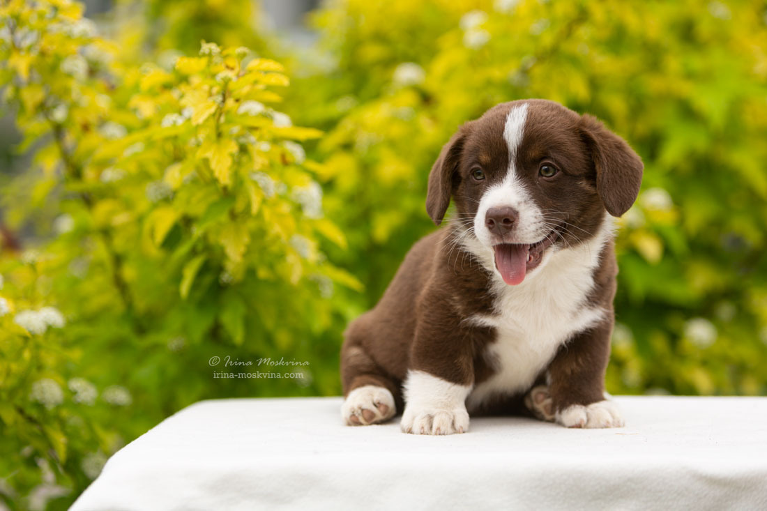 Щенки вельш корги кардиган. Ирина Москвина | фотограф | Москва